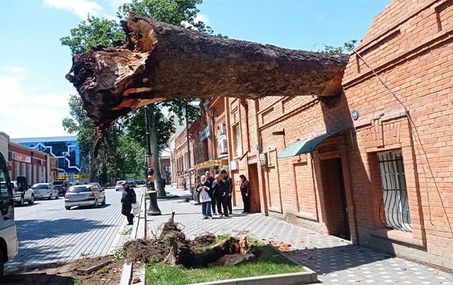 Сильный ветер в Гяндже: повалены деревья, повреждены ЛЭП и газопроводы