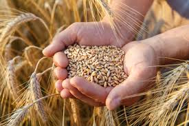 Азербайджан сократил импорт пшеницы на 27% в этом году