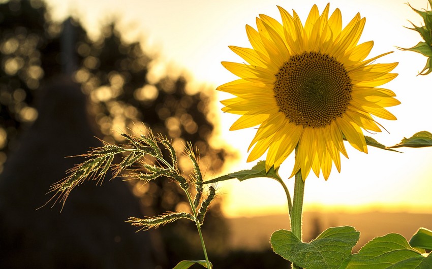 Azerbaijan weather forecast for August 21