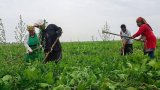 Sərt qış fermerləri çətin vəziyyətdə qoyub: 5 min manatlıq ziyan dəyib