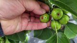 Azerbaijan expands agricultural insurance amid rising climate risks