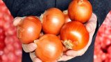 Azerbaijan destroys 639 kg of Russian-imported onion rings over bacterial contamination