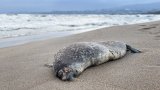 Dead seals found on Azerbaijan’s Caspian coast