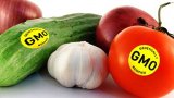 GMO məhsulların sığortalanması adi əkinlərlə eyni prinsiplərə əsaslanır - FAO rəsmisi