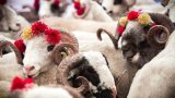 QMİ Qurban bayramı ilə bağlı fətva verib