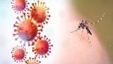 
Gürcüstanda təhlükəli virus aşkarlanıb