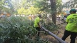 Strong winds topple 48 trees in Baku