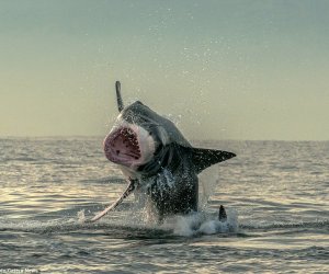 The luckiest seal in the world! - PHOTO+VIDEO