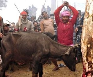 The world's biggest ritual slaughter - PHOTO+VIDEO