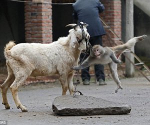 Heartbreaking pictures of a terrified circus monkey