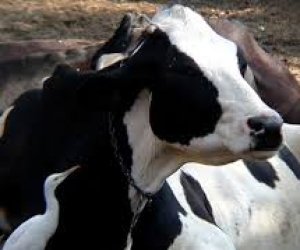 Horrors in India's Dairy Industry