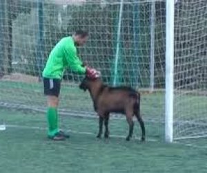 Goat disrupts football match in Crete