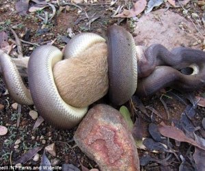 Grisly scene as python swallows a wallaby WHOLE