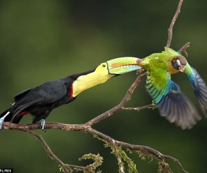 Globetrotting photographer captures perfect wildlife action shots