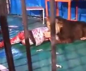 Qəzəblənmiş aslan öz təlimçisini parçaladı
