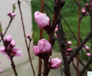 Views of spring in Azerbaijan