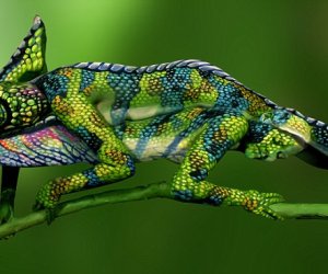 Chameleon?