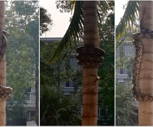 Strangely mesmerising footage shows methodical way pythons climb trees