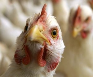 Azerbaijan bans Turkish poultry imports due to bird flu outbreak