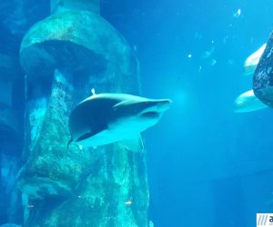 Подводная жизнь – лондонский аквариум – РЕПОРТАЖ