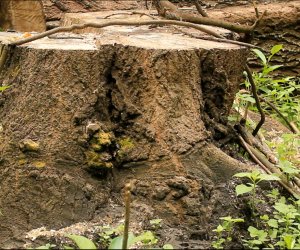 NO COMMENT: Ağacların qətliamı - ANN.TV