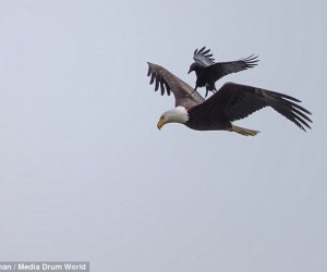 Mid-air crow-lision