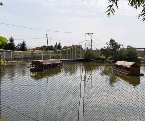 Bakı-Qazax şossesində mini-zoopark – REPORTAJ