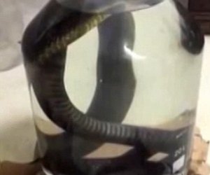 LIVE snake being drowned in alcohol to make traditional tipple