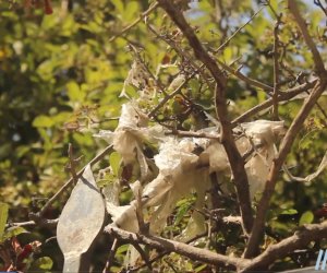 OBYEKTİVDƏ: Bizi zəhərləyən torbalar - ANN.TV