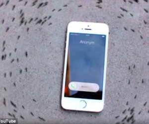 Can you control ANTS with your iPhone?