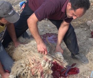 OBYEKTİVDƏ:Bakıda qurbanlıq heyvanları necə kəsdilər?