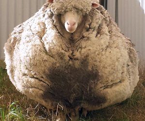 Chris the sheep - found wandering alone with a massive overgrown fleece of 41.10kg