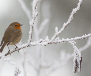 Azərbaycanda ilk qar - FOTOLAR
