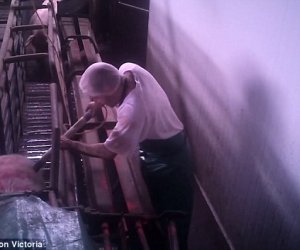 Pigs being 'forced into small cages before they are 'lowered into gas chambers'