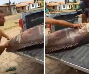 Monster fish is so huge TWO men struggle to lift it