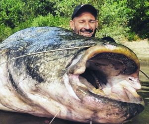 Fisherman reels in 19 STONE catfish