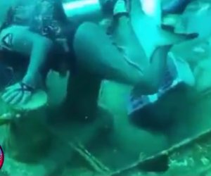 MÜXTƏLİF: Su heyvanları insanlara qəfil hücum etdi