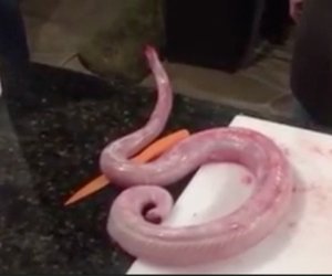 Gutted and skinned zombie rattlesnake comes back from dead to attack chef