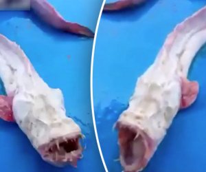 Horrific blind 'alien' sea monster will give you nightmares