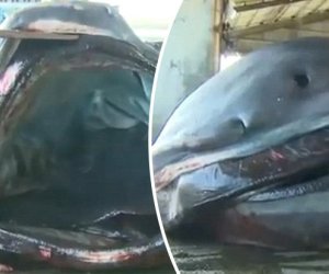 Monumental 'megamouth' shark caught causing utter panic