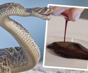 This is what happens to human blood if you get bitten by a snake