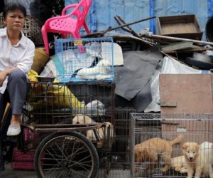 Yulin dog meat festival begins in China amid widespread criticism