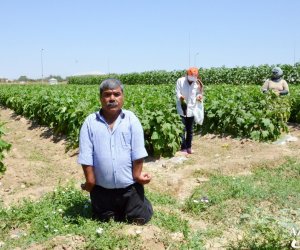 Bu il 94 ton taxıl tədarük edən fiziki məhdudiyyətli azərbaycanlı - FOTOLAR