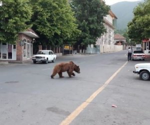 Медведь прогулялся по центру Шеки - ВИДЕО 