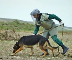 3 mine detection dogs presented to Azerbaijan National Agency for Mine Action