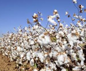 Cotton steady as higher oil, grain prices provide support