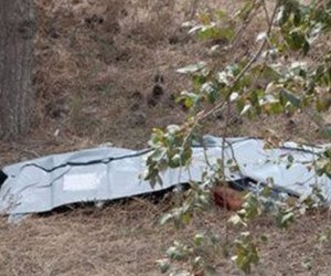 Tut yığmaq üçün ağaca çıxan kişi yıxılaraq ölüb