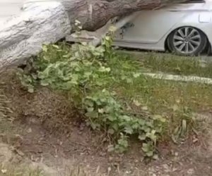 Salyanda güclü külək ağacı avtomobilin üstünə aşırıb