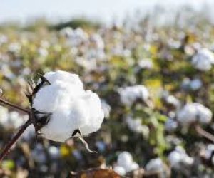 Azərbaycanın pambıq lifi ixracı 18% azalıb