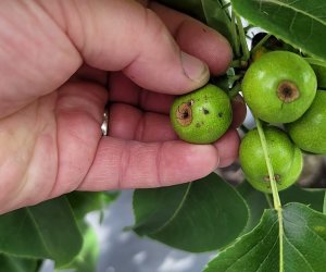Azərbaycanda aqrar sığorta əhatəsi 40%-ə çatıb – iqlim riskləri artır